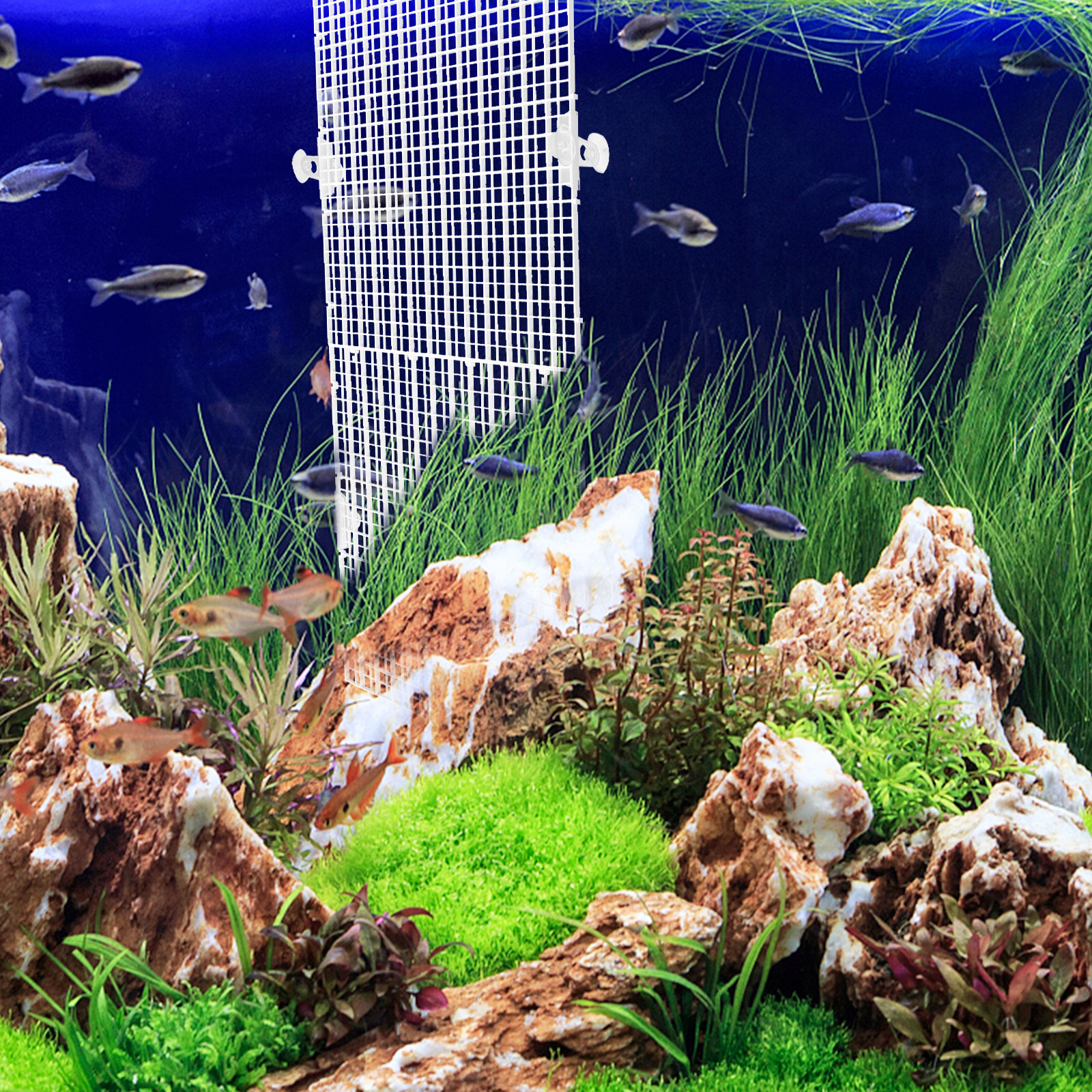Aquarium Fish Escape - 2Pcs Fish Tank Divider Aquarium Separator