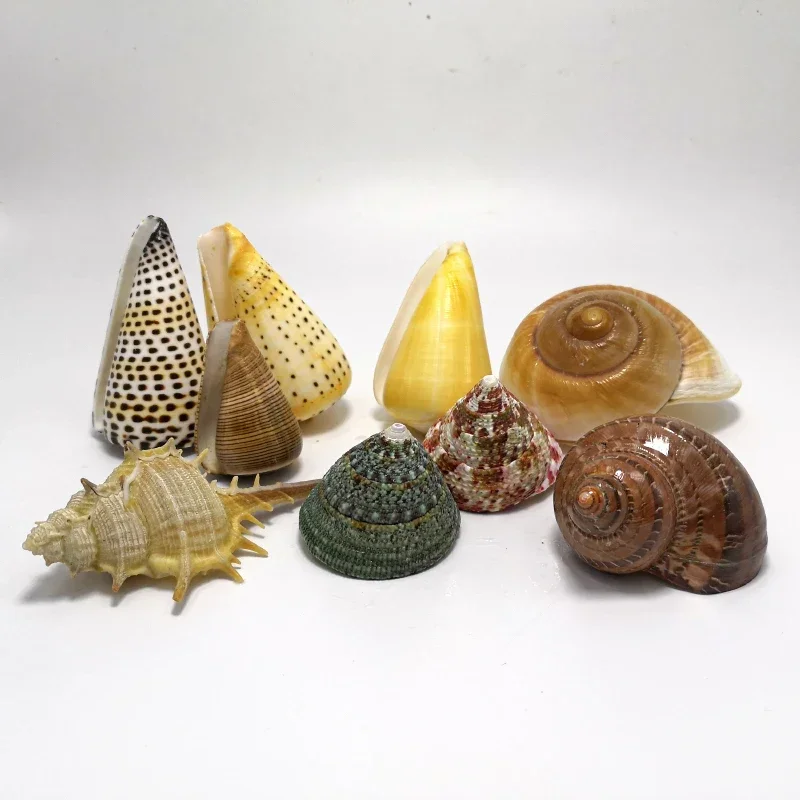 Aquarium Fish Small - Natural Shells, Conch, Starfish Ornaments, Fish