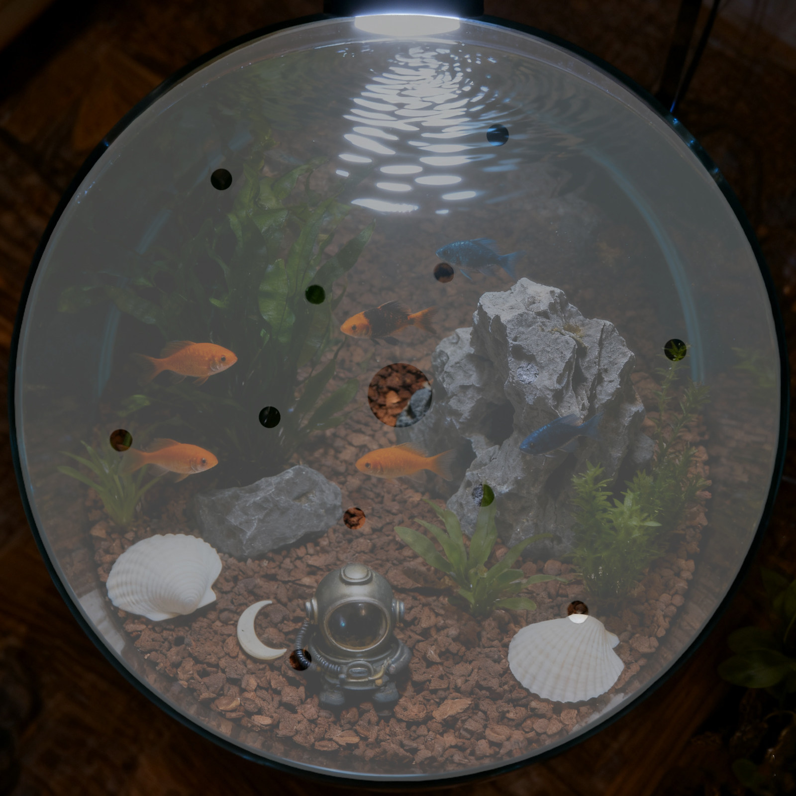 Aquarium Fish Escape - 7 Inch Round Acrylic Fish Tank