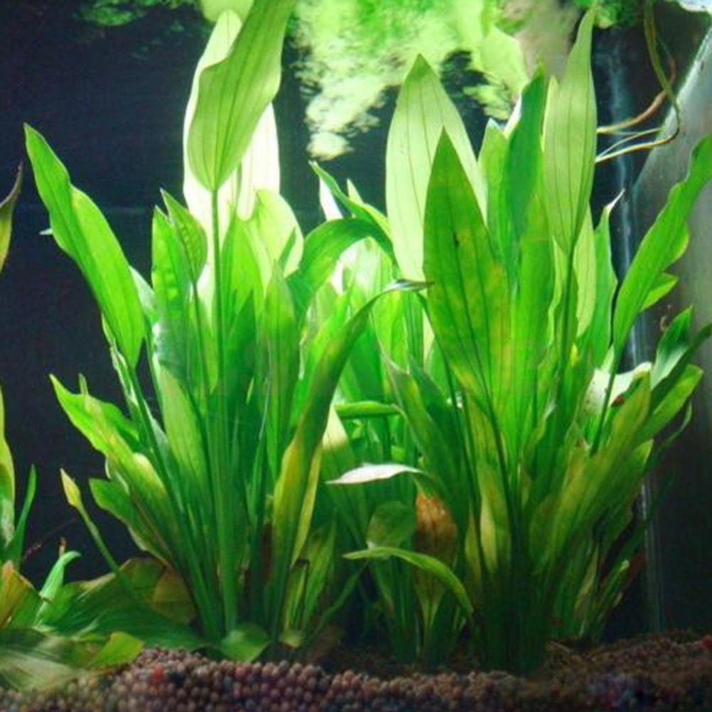 Aquarium Fish Green - 15CM/10CM Underwater Artificial Aquatic Plant Ornaments