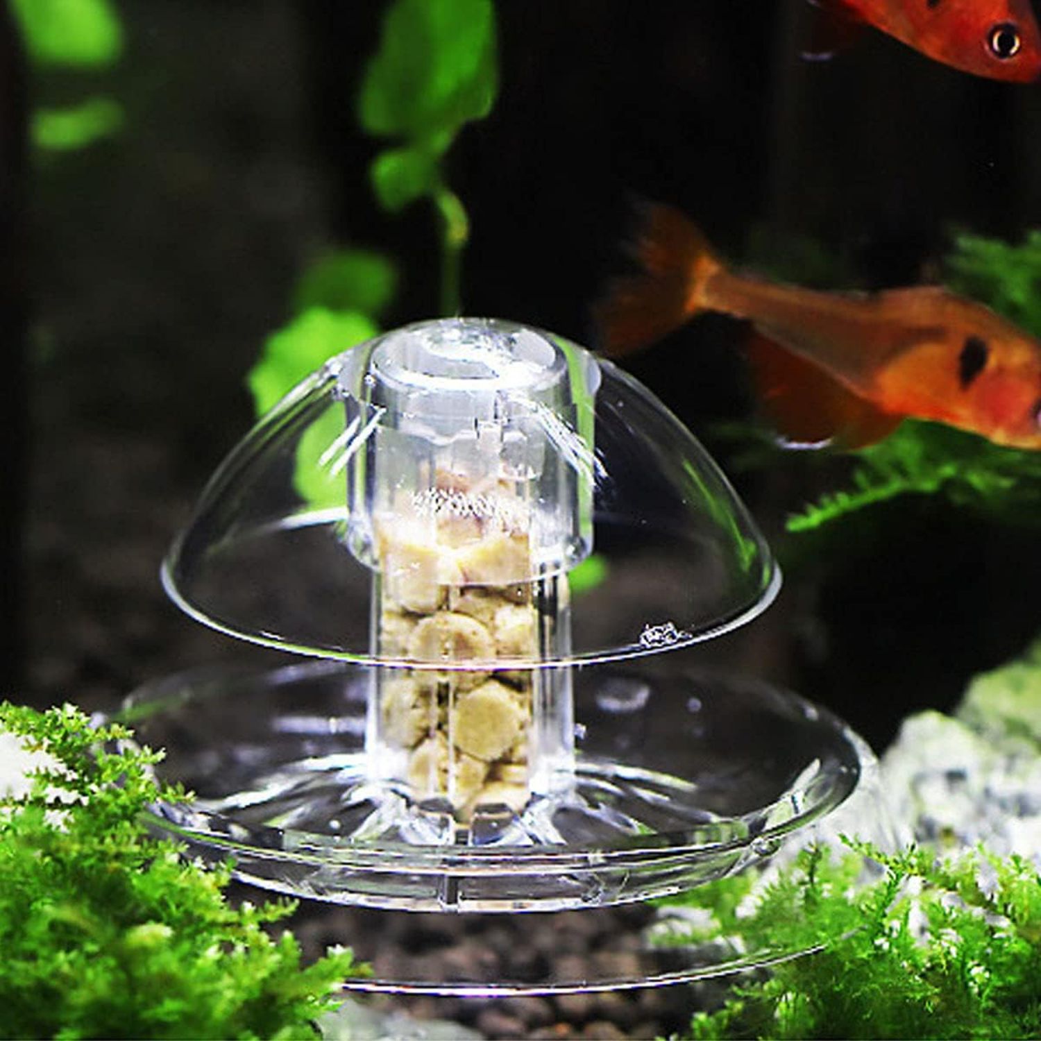 Ailindany Snail Trap Plastic T - Aquarium Fish Online のレビューと価格