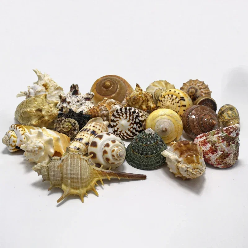 Natural Shells, Conch, Starfis - Aquarium Fish Small のレビューと価格