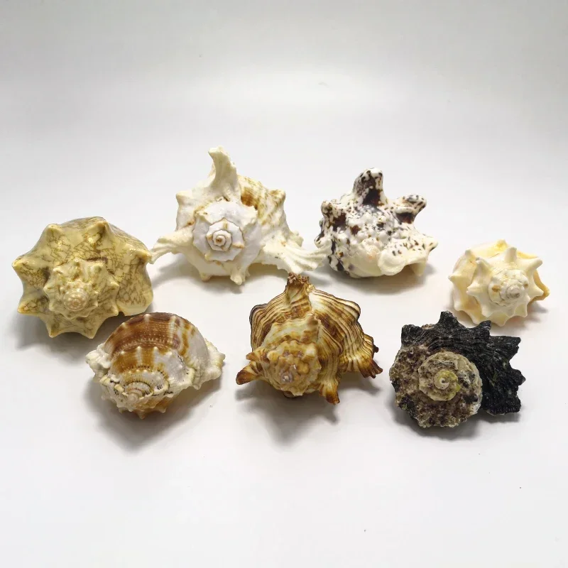 Natural Shells, Conch, Starfis - Aquarium Fish Small のレビューと価格