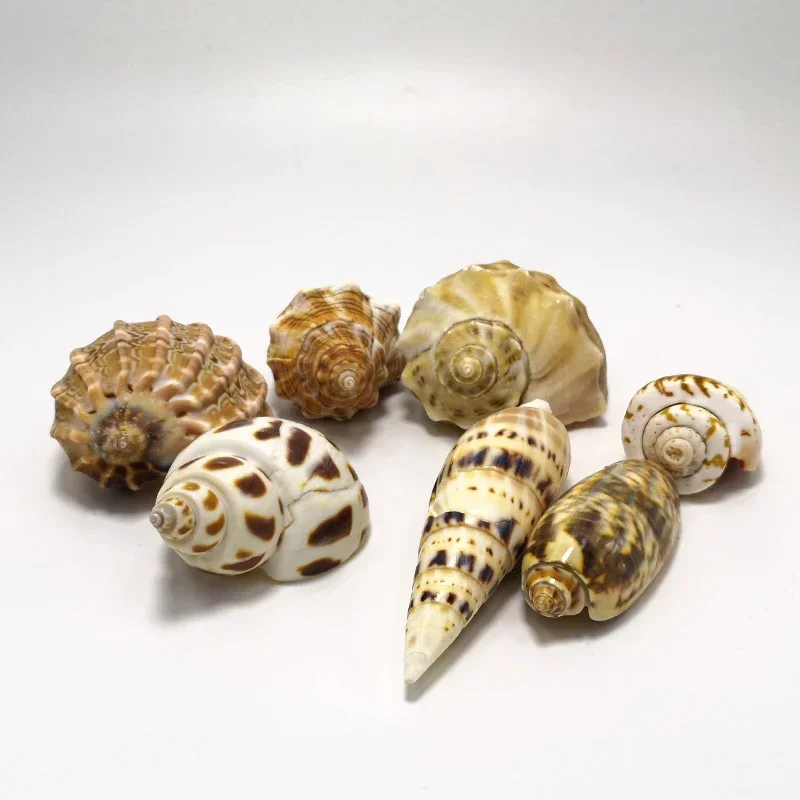 Natural Shells, Conch, Starfis - Aquarium Fish Small のレビューと価格