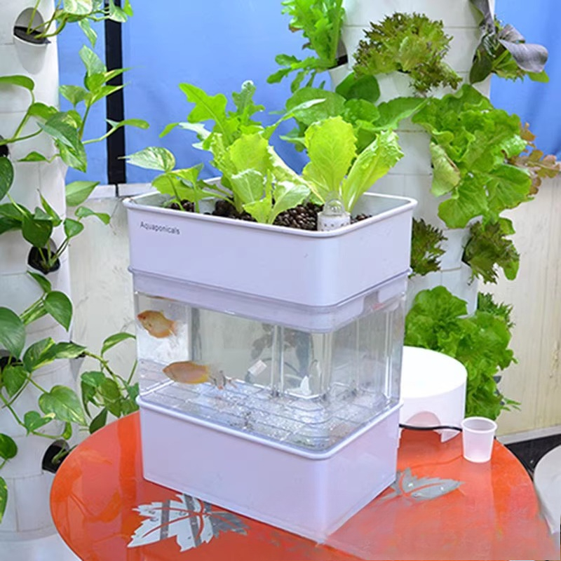 Export fish tank aquarium smal - Aquarium Fish Exporter のレビューと価格