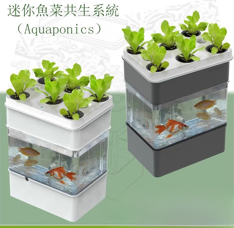 Export fish tank aquarium smal - Aquarium Fish Exporter のレビューと価格