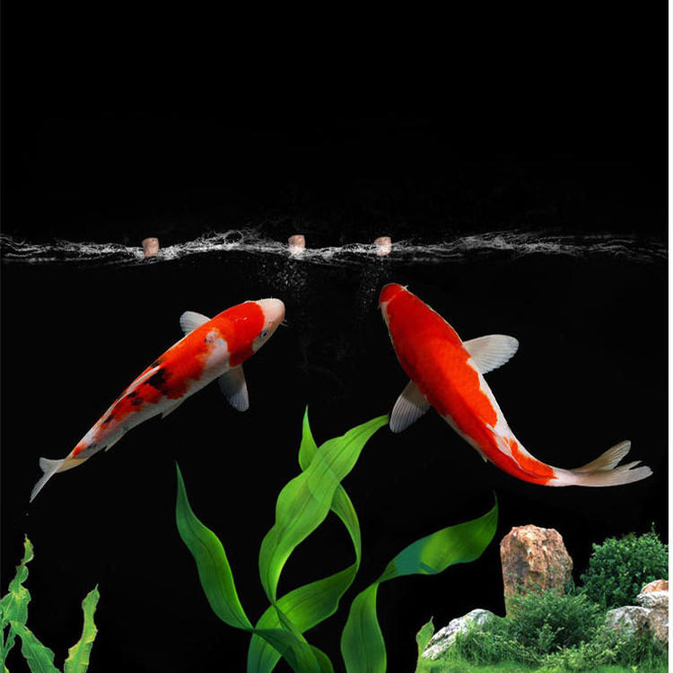 wholesale export high-quality  - Aquarium Fish Exporter のレビューと価格
