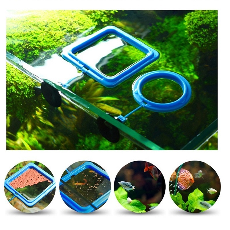 Fish Feeding Ring Feeder Fishi - Tetra Fish In Aquarium のレビューと価格