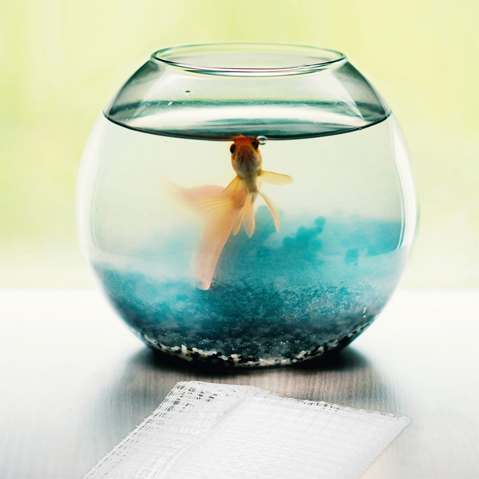 Fish Tank Protective Net High  - Aquarium Fish Escape のレビューと価格