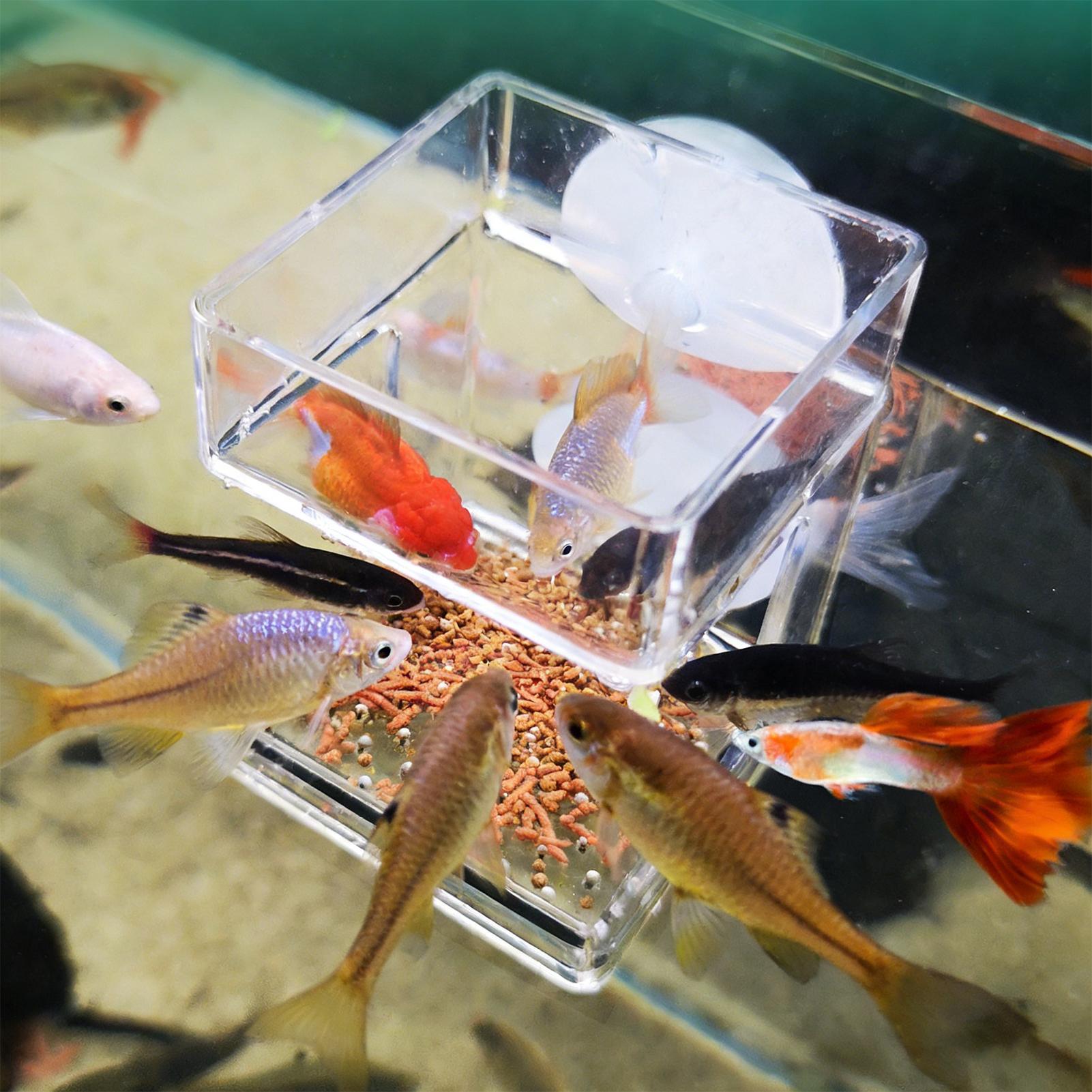 Aquarium Feeder Suction Cup Aq - Tetra Fish In Aquarium のレビューと価格