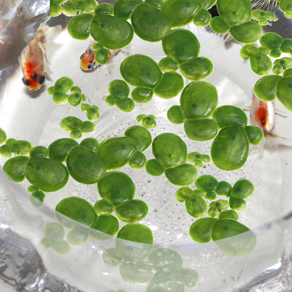 8 Bags Floating Aquarium Plant - Aquarium Fish Low Maintenance のレビューと価格