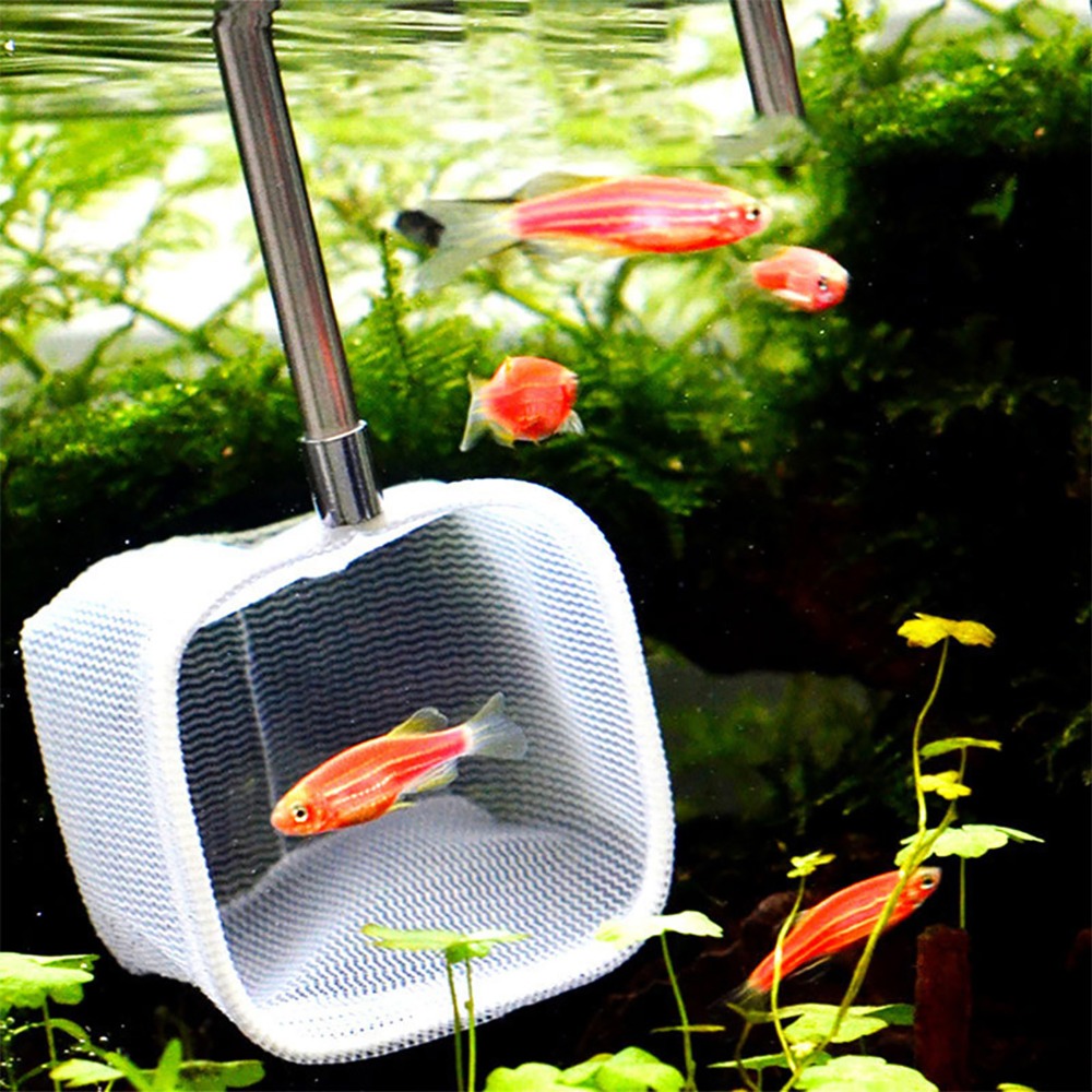 Stainless Steel Handle Extenda - Aquarium Fish Green のレビューと価格