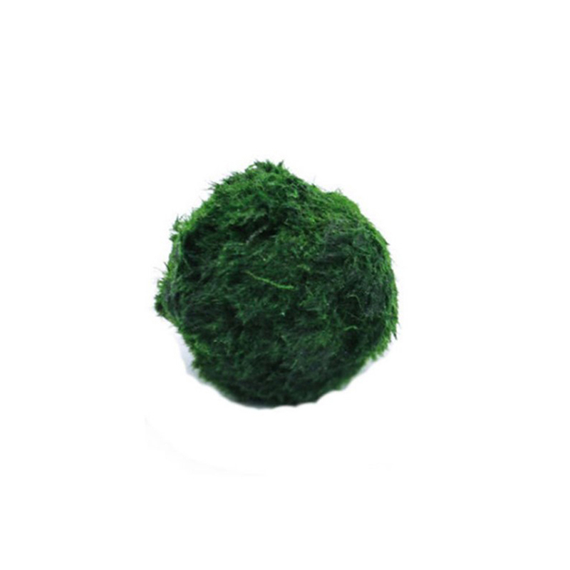Marimo Moss Balls Live Aquariu - Aquarium Fish Green のレビューと価格