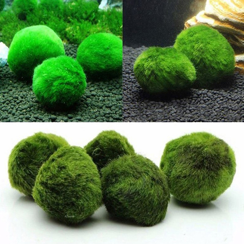 Marimo Moss Balls Live Aquariu - Aquarium Fish Green のレビューと価格