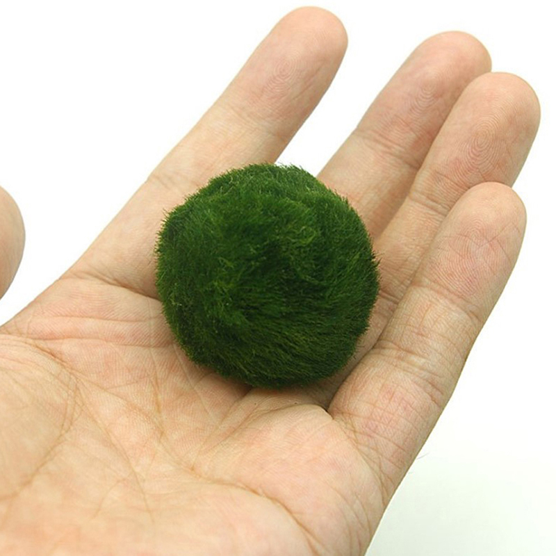 Marimo Moss Balls Live Aquariu - Aquarium Fish Green のレビューと価格