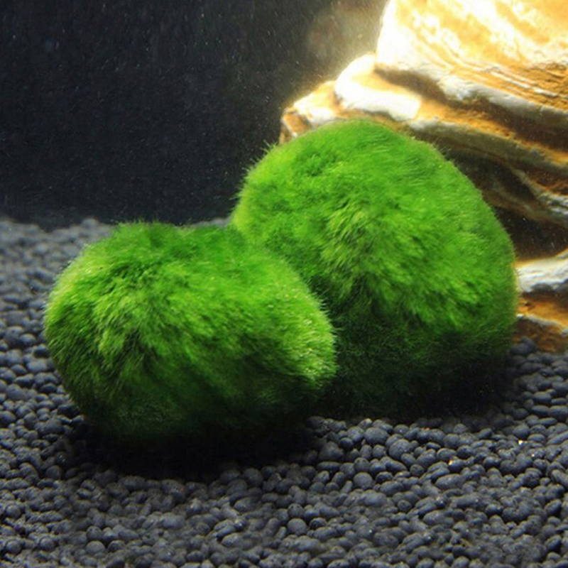 Marimo Moss Balls Live Aquariu - Aquarium Fish Green のレビューと価格