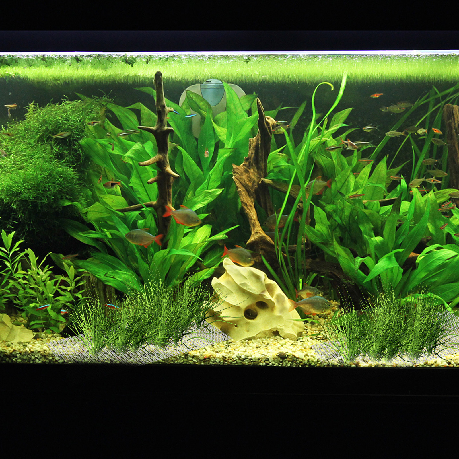 10Pcs Stainless Steel Aquarium - Aquarium Fish Low Maintenance のレビューと価格