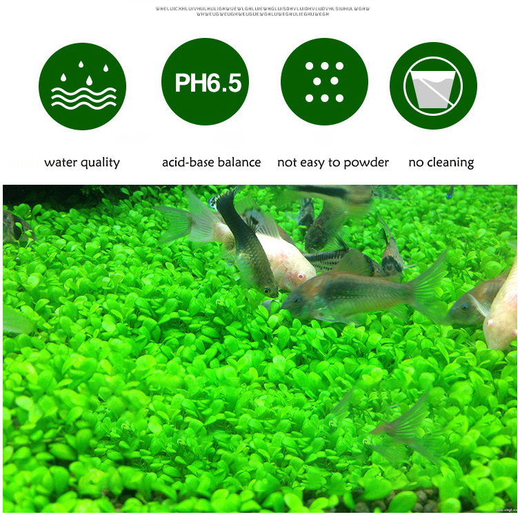 Aquarium Plant Seeds Soil Fish - Aquarium Fish Price のレビューと価格