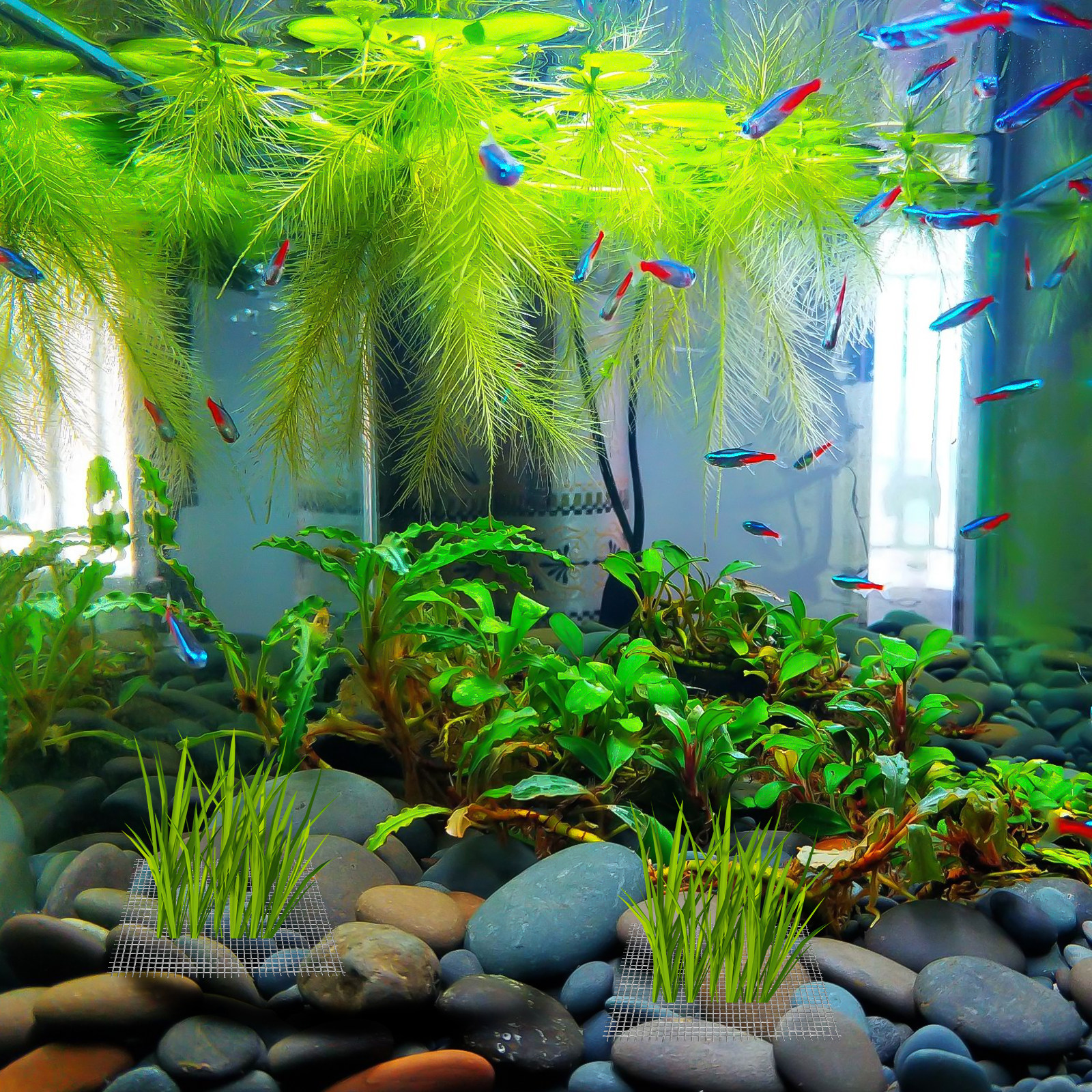 15Pcs Stainless Steel Moss Wal - Aquarium Fish Low Maintenance のレビューと価格