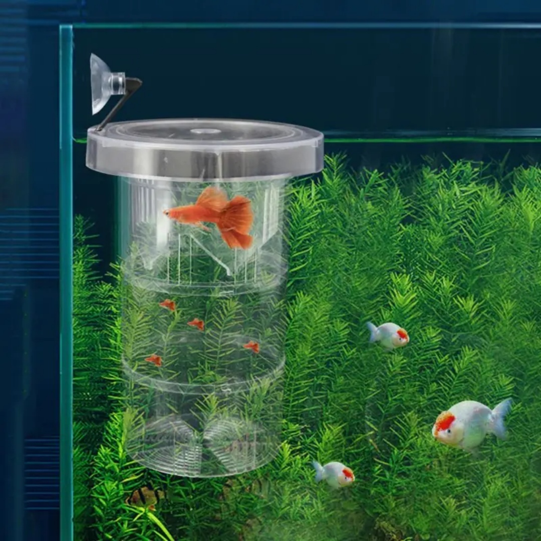 Acrylic Floating Fish Breeding - Aquarium Fish Escape のレビューと価格