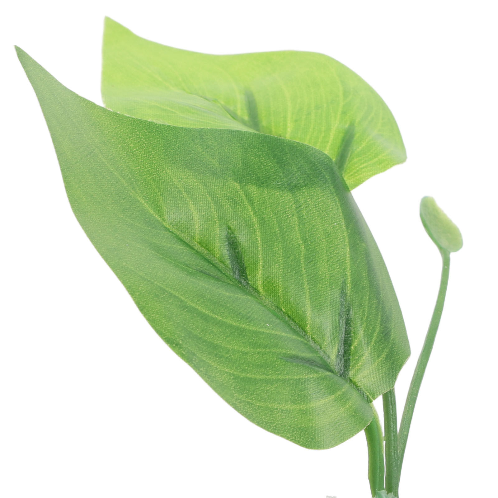 3Pcs Betta Fish Resting Leaf H - Aquarium Fish Low Maintenance のレビューと価格