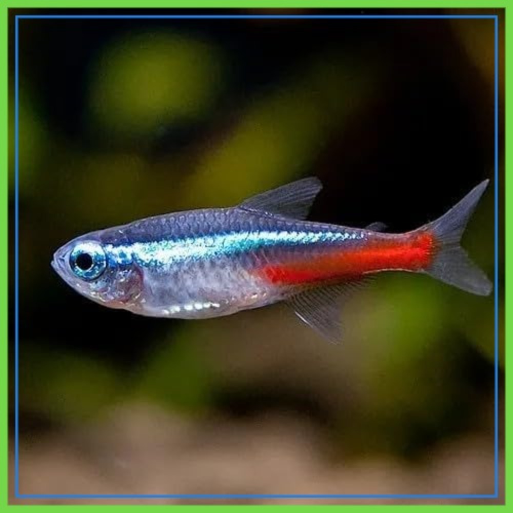 Neon Tetra (Paracheirodon inne - Tetra Fish In Aquarium のレビューと価格