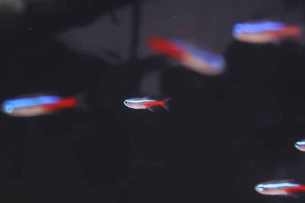Neon Tetra (Paracheirodon inne - Tetra Fish In Aquarium のレビューと価格