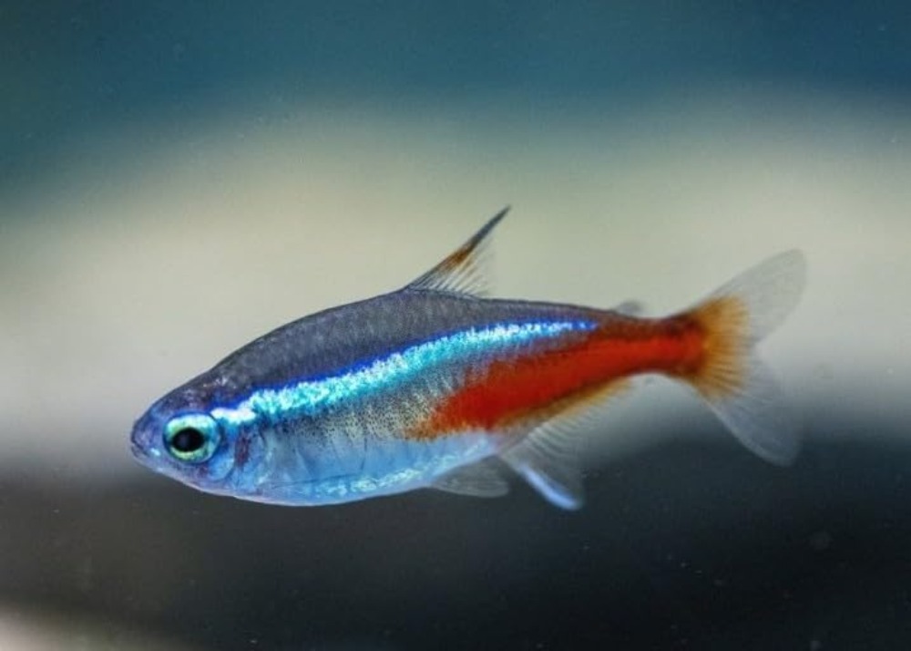 Neon Tetra (Paracheirodon inne - Tetra Fish In Aquarium のレビューと価格